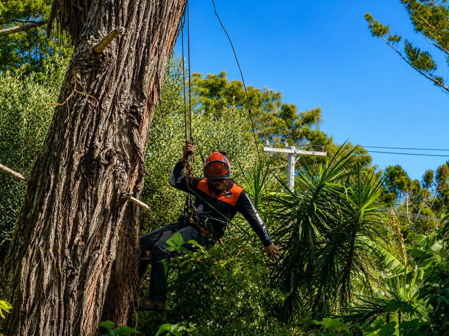 Arborist rigging high in a tree