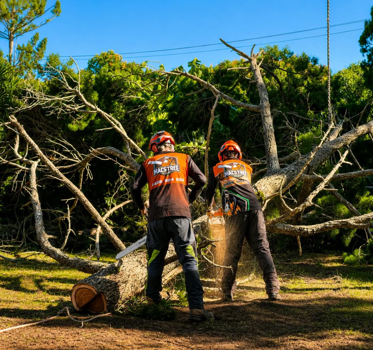 Mac's Tree Lopping crew felling a large pine