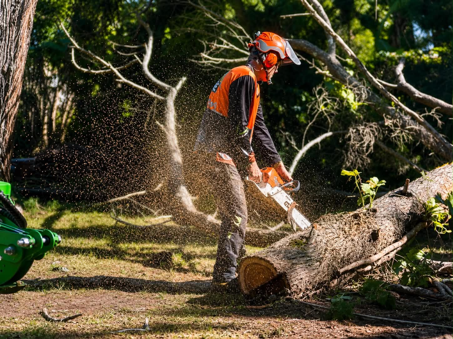 Chainsaw cutting a felled trunk into rounds