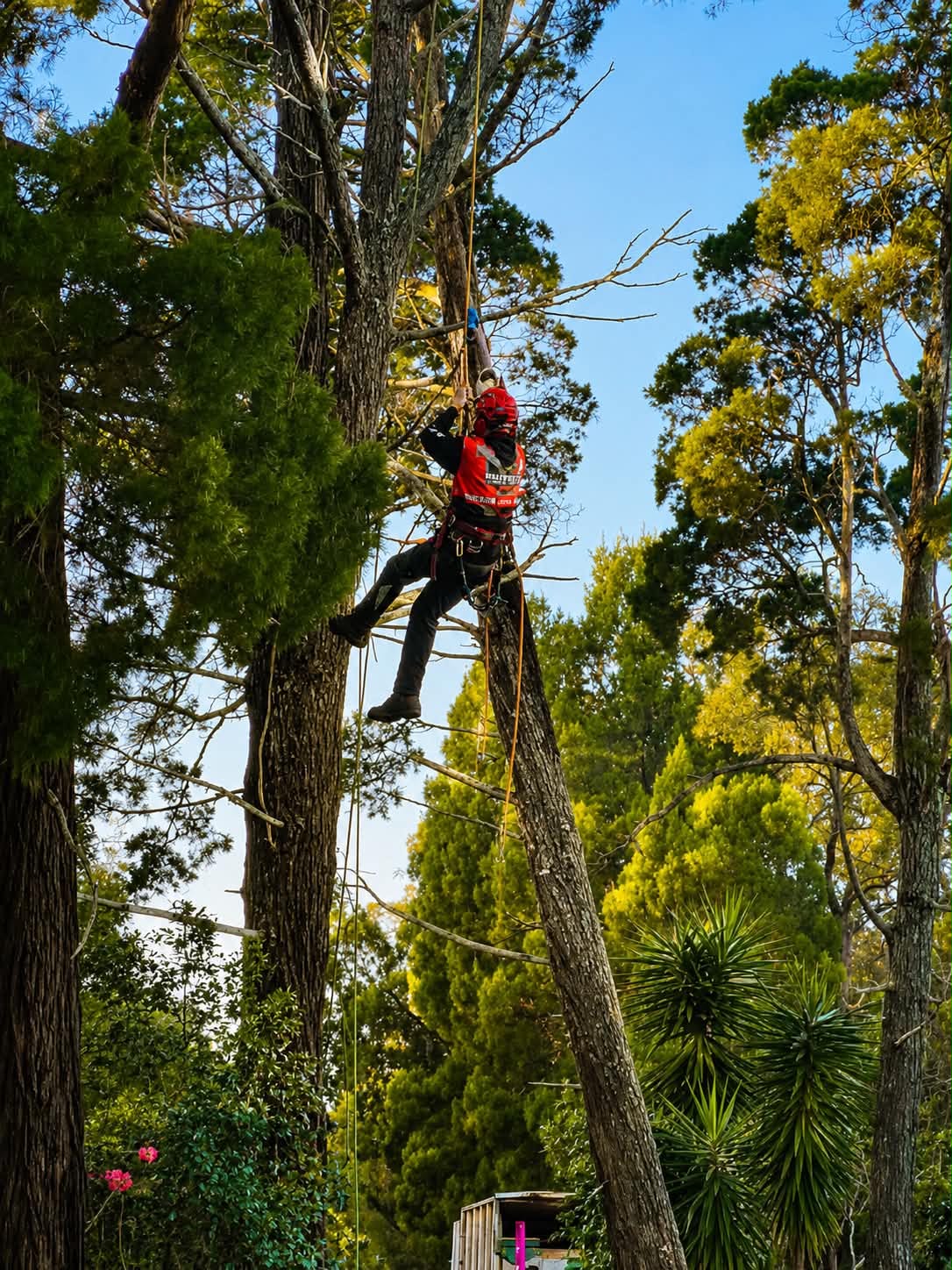Climber working at height on a tall tree
