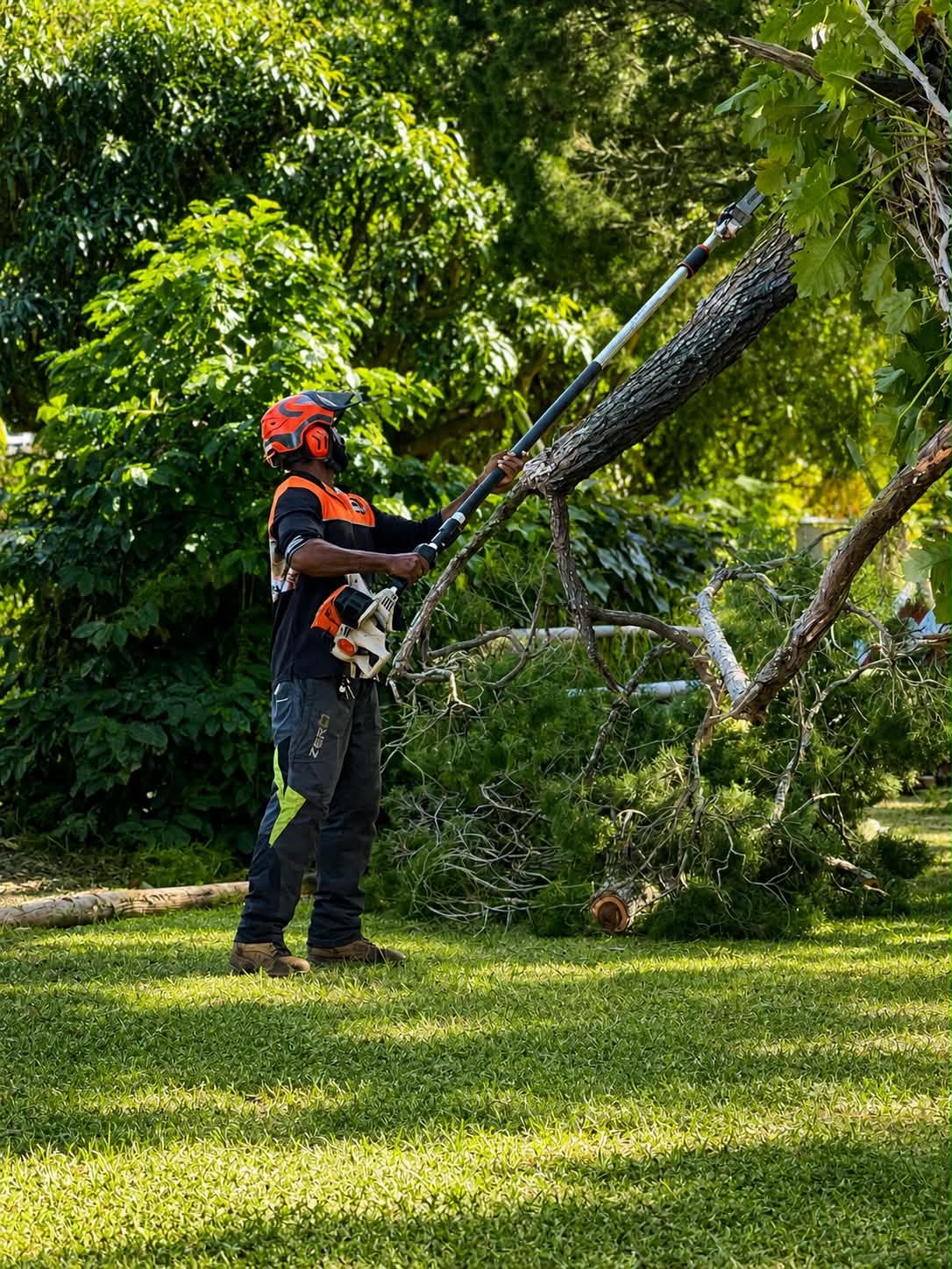 Arborist pruning branches with a pole saw